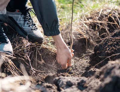 Etap amizan pou fouye nan rasin yo